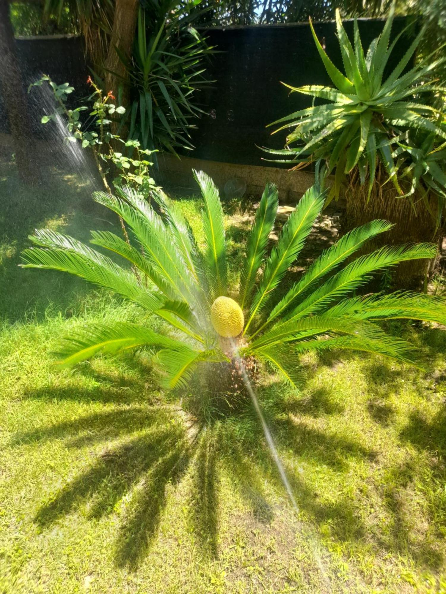 Casa Vacanze"Il Bouganville" Carbonia Ruang foto